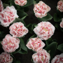 Tulpan ''Queensland'', romantisk, fylld med fransiga blommor i rosa och vitt.