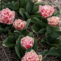 Tulpan ''Queensland'', romantisk, fylld med fransiga blommor i rosa och vitt.