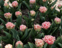 Tulpan ''Queensland'', romantisk, fylld med fransiga blommor i rosa och vitt.