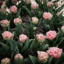 Tulpan ''Queensland'', romantisk, fylld med fransiga blommor i rosa och vitt.