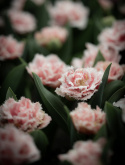 Tulpan ''Queensland'', romantisk, fylld med fransiga blommor i rosa och vitt.