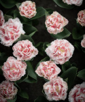 Tulpan ''Queensland'', romantisk, fylld med fransiga blommor i rosa och vitt.