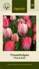Triumftulpan ´Pink & Red Mix´, mix av klassiska triumftulpaner i rosa och rött.