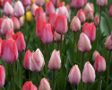 Triumftulpan ´Pink & Red Mix´, mix av klassiska triumftulpaner i rosa och rött.