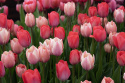 Triumftulpan ´Pink & Red Mix´, mix av klassiska triumftulpaner i rosa och rött.
