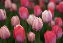 Triumftulpan ´Pink & Red Mix´, mix av klassiska triumftulpaner i rosa och rött.