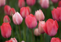 Triumftulpan ´Pink & Red Mix´, mix av klassiska triumftulpaner i rosa och rött.