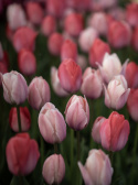 Triumftulpan ´Pink & Red Mix´, mix av klassiska triumftulpaner i rosa och rött.