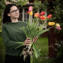 Darwinhybridtulpan mix, En mix av tidlösa och ståtliga darwintulpaner