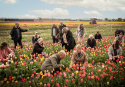 Darwinhybridtulpan mix, En mix av tidlösa och ståtliga darwintulpaner