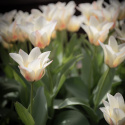 Kejsartulpan  'Mieke Telkamp' 7 st, enkla, bägarformade blommor i cremegult med svagt persikorosa.