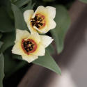 Kejsartulpan  'Mieke Telkamp' 7 st, enkla, bägarformade blommor i cremegult med svagt persikorosa.