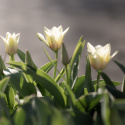Kejsartulpan  'Mieke Telkamp' 7 st, enkla, bägarformade blommor i cremegult med svagt persikorosa.