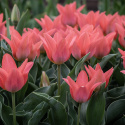 Påfågelstulpan  'Toronto' 7 st, Ljust korallrosa, enkla blommor i knippen. Grenande tulpan med 3-5 blommor på varje stjälk.
