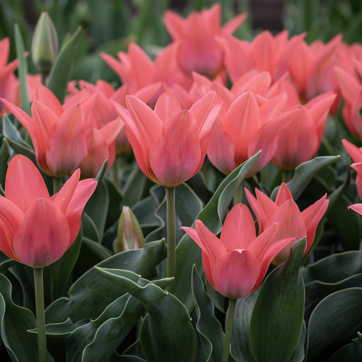 Påfågelstulpan 'Toronto' 7 st, Ljust korallrosa, enkla blommor i knippen. Grenande tulpan med 3-5 blommor på varje stjälk.