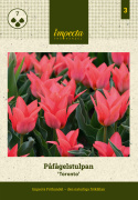 Påfågelstulpan  'Toronto' 7 st, Ljust korallrosa, enkla blommor i knippen. Grenande tulpan med 3-5 blommor på varje stjälk.