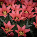 Påfågelstulpan  'Toronto' 7 st, Ljust korallrosa, enkla blommor i knippen. Grenande tulpan med 3-5 blommor på varje stjälk.