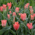 Påfågelstulpan  'Toronto' 7 st, Ljust korallrosa, enkla blommor i knippen. Grenande tulpan med 3-5 blommor på varje stjälk.