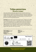 Tulpan  'Renown Unique' 5 st, Stora, ljust ceriserosa, fullkomligt magiska blommor, med gröna strimmor på de yttre kalkbladen.