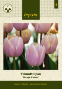 Triumftulpan  'Mango Charm' 7 st, Charmig, pastellrosa tulpan med mangogula kronbladskanter som efterhand bleknar till vitt.