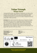 Triumftulpan  'Mango Charm' 7 st, Charmig, pastellrosa tulpan med mangogula kronbladskanter som efterhand bleknar till vitt.