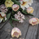 Triumftulpan  'Mango Charm' 7 st, Charmig, pastellrosa tulpan med mangogula kronbladskanter som efterhand bleknar till vitt.