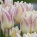 Liljetulpan  'Elegant Lady' 7 st, Enkla, utsökt eleganta blommor med cremegula kronblad kantade i ljust lavendelrosa.