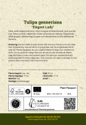 Liljetulpan  'Elegant Lady' 7 st, Enkla, utsökt eleganta blommor med cremegula kronblad kantade i ljust lavendelrosa.