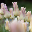Liljetulpan  'Elegant Lady' 7 st, Enkla, utsökt eleganta blommor med cremegula kronblad kantade i ljust lavendelrosa.