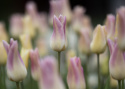 Liljetulpan  'Elegant Lady' 7 st, Enkla, utsökt eleganta blommor med cremegula kronblad kantade i ljust lavendelrosa.