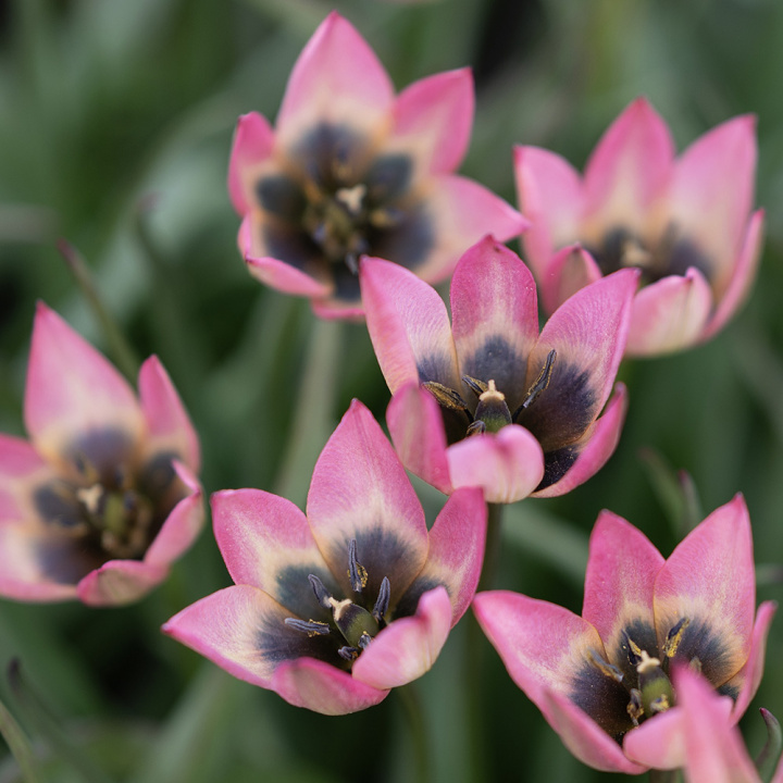 Botanisk Tulpan 'Danique' 7 st, vildtulpan med stjärnformade blommor i persikorosa till korall, med gul och svart mitt i fin kontrast.