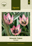Botanisk Tulpan  'Danique' 7 st, vildtulpan med stjärnformade blommor i persikorosa till korall, med gul och svart mitt i fin kontrast.