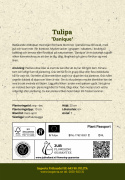 Botanisk Tulpan  'Danique' 7 st, vildtulpan med stjärnformade blommor i persikorosa till korall, med gul och svart mitt i fin kontrast.