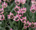 Botanisk Tulpan  'Danique' 7 st, vildtulpan med stjärnformade blommor i persikorosa till korall, med gul och svart mitt i fin kontrast.