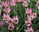 Botanisk Tulpan  'Danique' 7 st, vildtulpan med stjärnformade blommor i persikorosa till korall, med gul och svart mitt i fin kontrast.