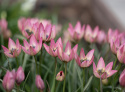 Botanisk Tulpan  'Danique' 7 st, vildtulpan med stjärnformade blommor i persikorosa till korall, med gul och svart mitt i fin kontrast.