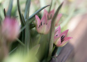 Botanisk Tulpan  'Danique' 7 st, vildtulpan med stjärnformade blommor i persikorosa till korall, med gul och svart mitt i fin kontrast.