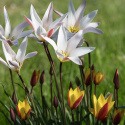 Italiensk tulpan ´Belles Tulipes´ djupt röda med vit kant.