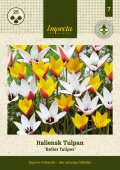 Italiensk Tulpan 'Belles Tulipes' 25 st