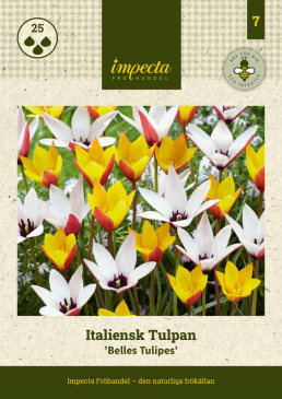 Italiensk Tulpan ´Belles Tulipes, Framsida