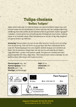 Italiensk Tulpan ´Belles Tulipes, Odlingsanvisning