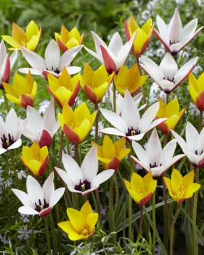 Italiensk Tulpan 'Belles Tulipes' 25 st