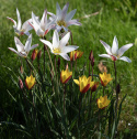 Italiensk tulpan ´Belles Tulipes´ djupt röda med vit kant.