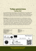 Tulpan 'Sorbet Mix' 15 st