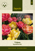 Tulpan 'Symbiose Mix' 15 st