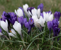 Krokus ´Blue-White Mix´, Storblommiga blå och vita krokus.