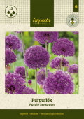 Purpurlök 'Purple Sensation' 15 st
