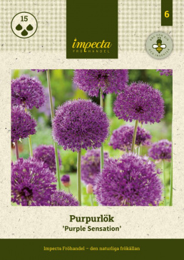 Purpurlök 'Purple Sensation' 15 st