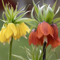Kejsarkrona mix, hängande klockformade blommor i gula, orange och röda kulörer.