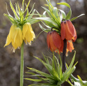 Kejsarkrona mix, hängande klockformade blommor i gula, orange och röda kulörer.